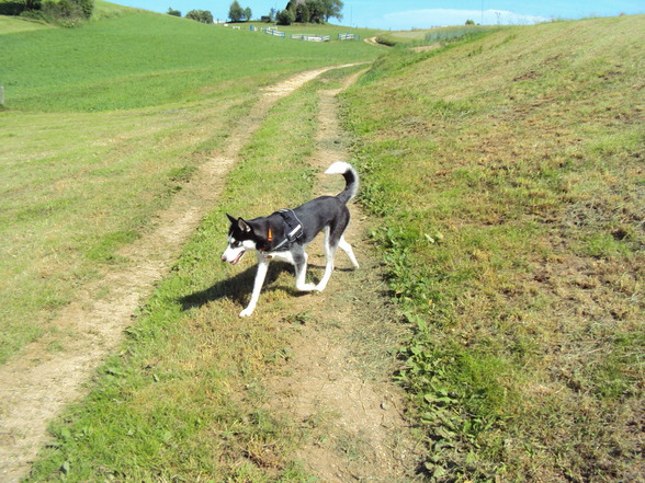 Sibirian Husky-Laika - 