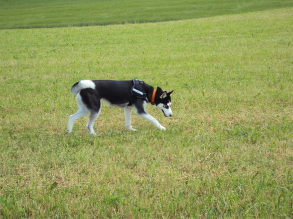 Sibirian Husky-Laika - 