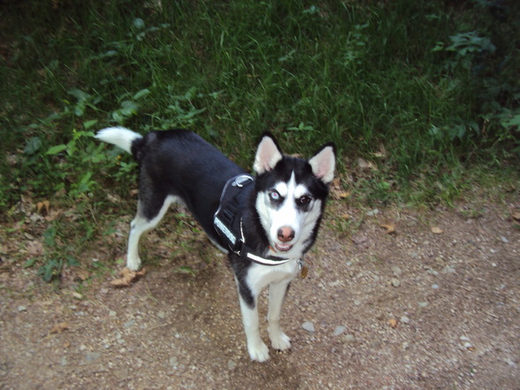 Sibirian Husky-Laika - 