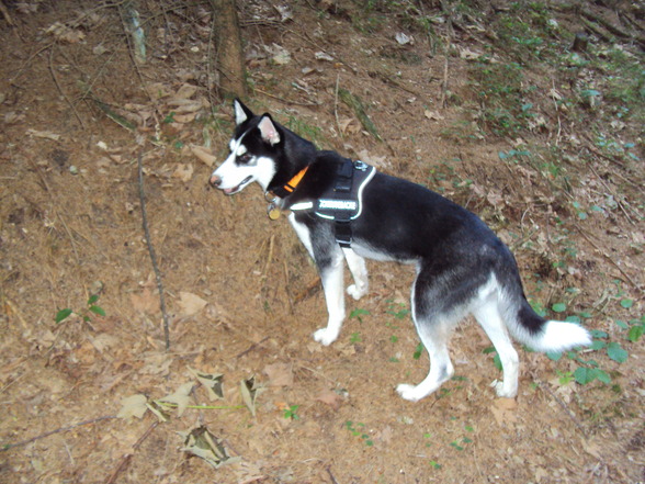 Sibirian Husky-Laika - 