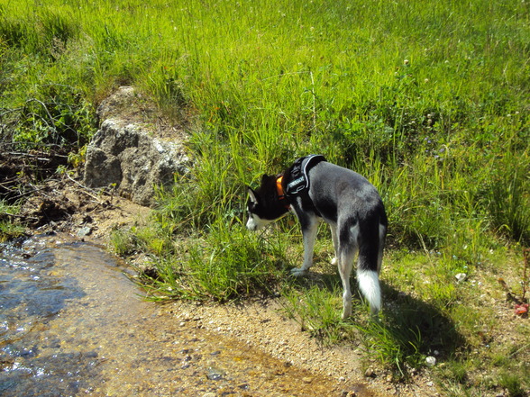 Sibirian Husky-Laika - 