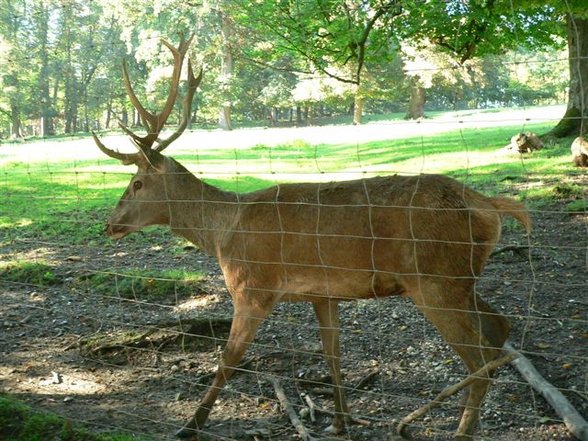 Tierpark St. Haag - 