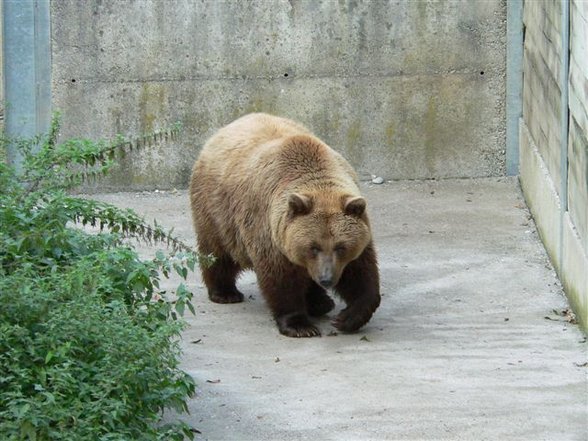 Tierpark St. Haag - 