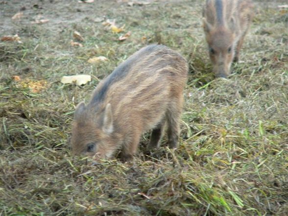 Tierpark St. Haag - 