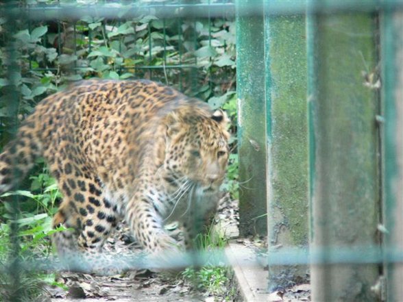 Tierpark St. Haag - 