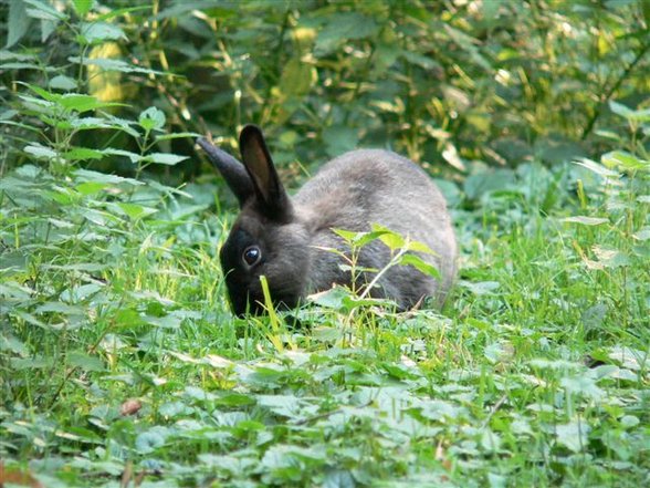 Tierpark St. Haag - 