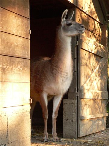 Tierpark St. Haag - 