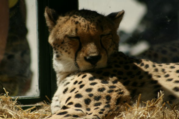 Tierpark Schönbrun - 