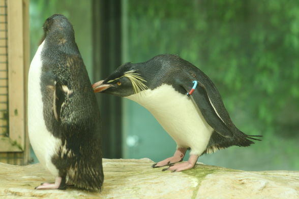 Tierpark Schönbrun - 