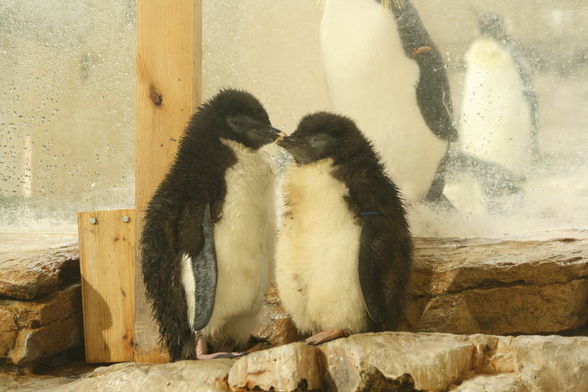 Tierpark Schönbrun - 