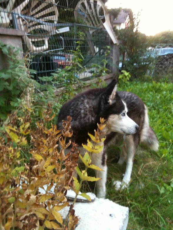 Meine schenstn....Anika, Asta, Nico  - 