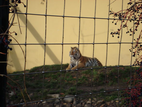 Wien November 2009 - 