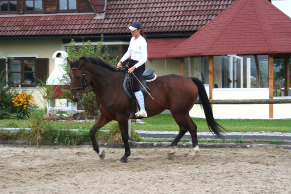 reiten - 