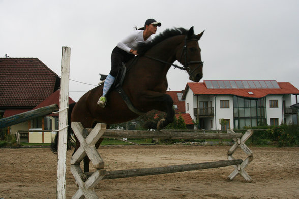 reiten - 