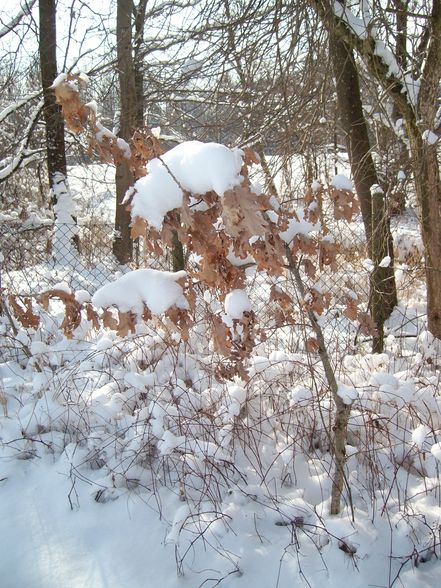 der winter von seiner schönen seite - 