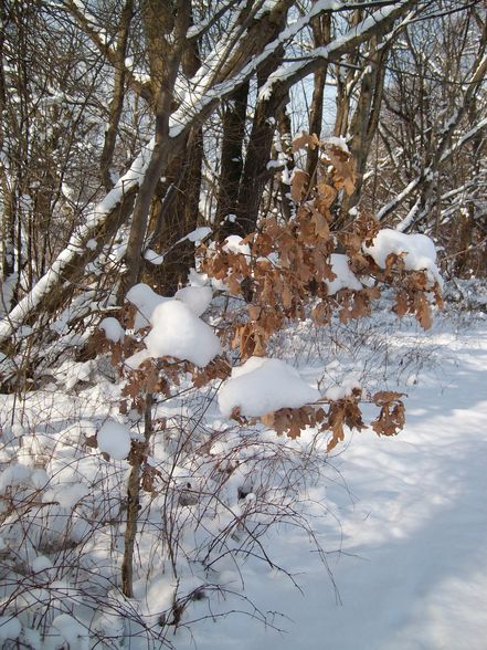 der winter von seiner schönen seite - 