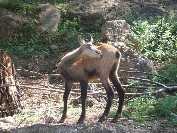 zoo salzburg sommer 09 - 