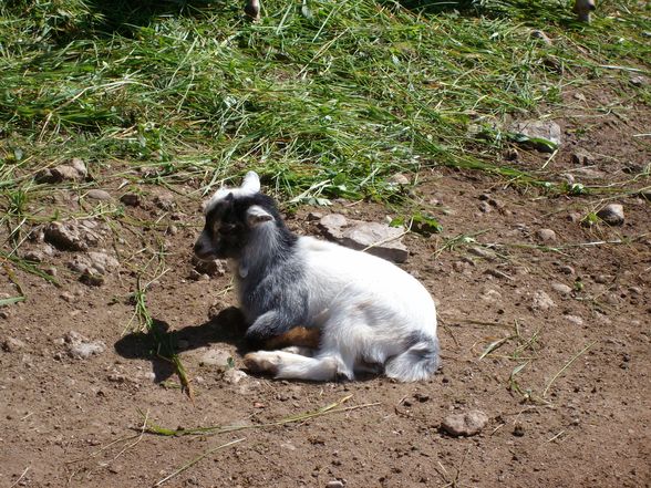 zoo salzburg sommer 09 - 