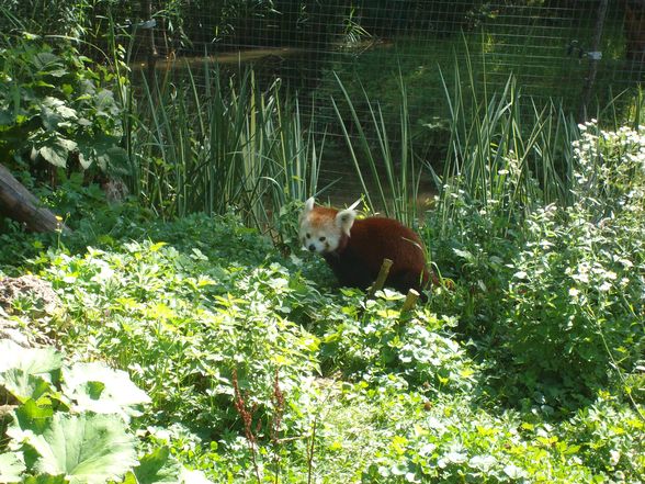 zoo salzburg sommer 09 - 