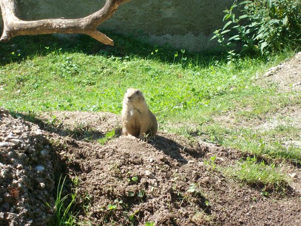 zoo salzburg sommer 09 - 