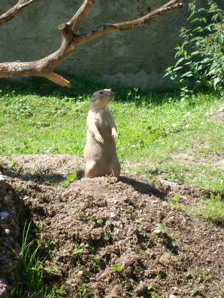 zoo salzburg sommer 09 - 