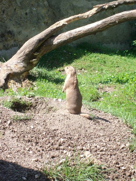 zoo salzburg sommer 09 - 