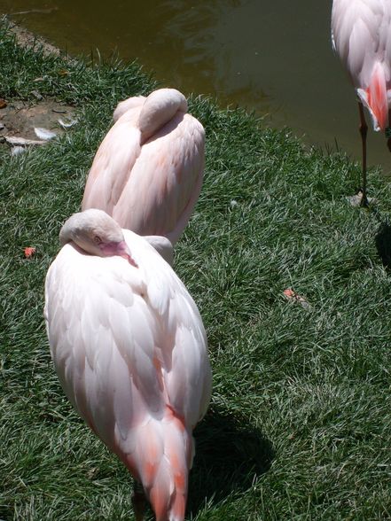 zoo salzburg sommer 09 - 