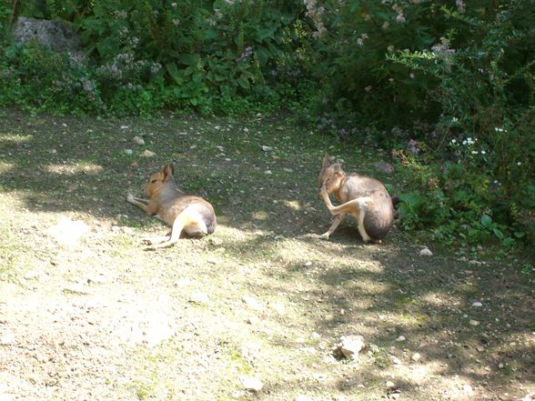 zoo salzburg sommer 09 - 