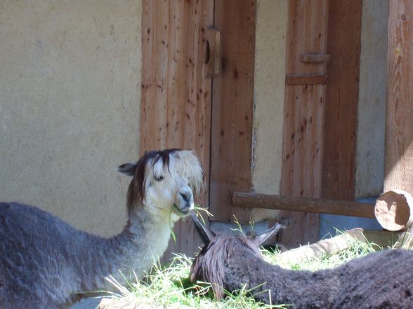 zoo salzburg sommer 09 - 