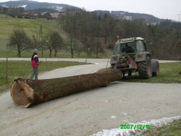 Eiche für  Wertholzsubmission - 