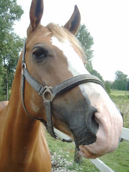 Westernstable Lindlmayr - 