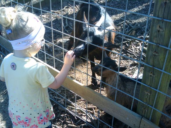 tierpark haag :) - 