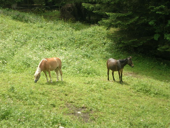  3 Monate Praktikum in Wengen/CH 2oo8 - 