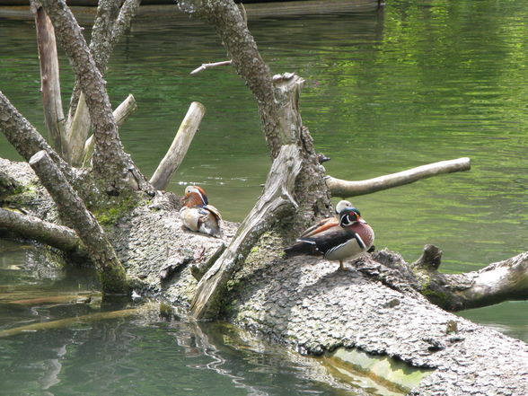 Urlaub Salachtal 2009 (Großglockner) - 