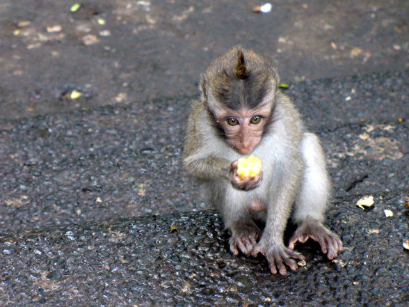 indonesia. philippines.08 - 