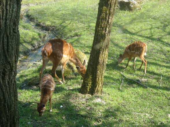 ~ Tierpark Schmieding u Wels 2009 ~ - 