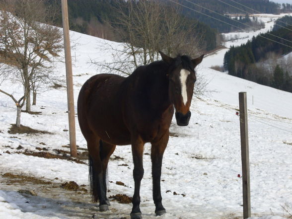 Meine pferde! - 