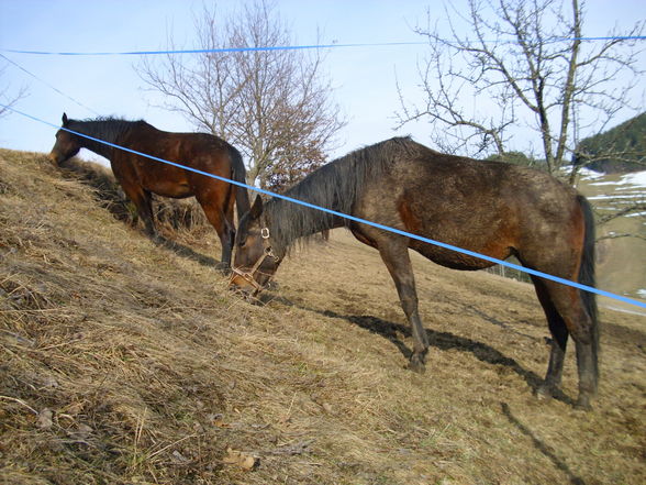 Meine pferde! - 