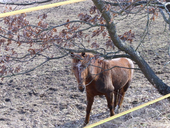 Meine pferde! - 