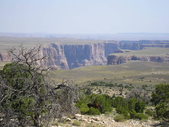 At Grand Canyon - 