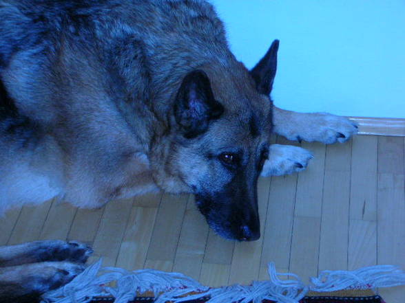 Mei Hund und meine Vögel - 