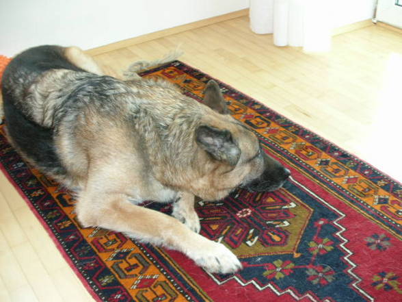 Mei Hund und meine Vögel - 