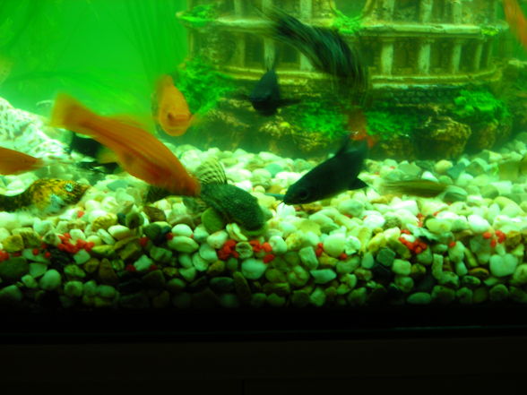 Unser Aquarium - 