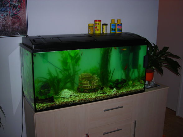 Unser Aquarium - 