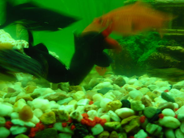 Unser Aquarium - 