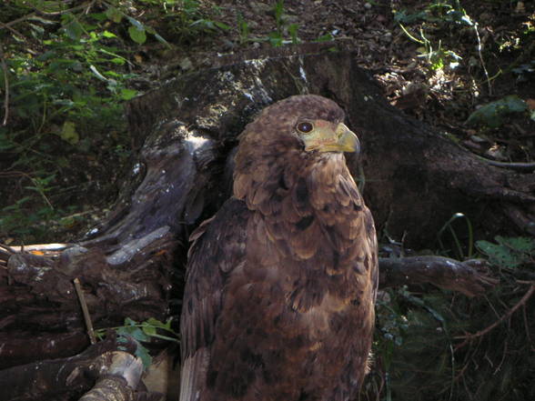 Vogelpark Schmieding - 