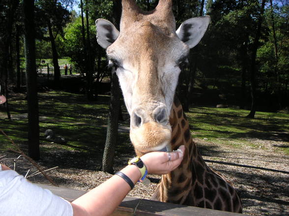 Vogelpark Schmieding - 