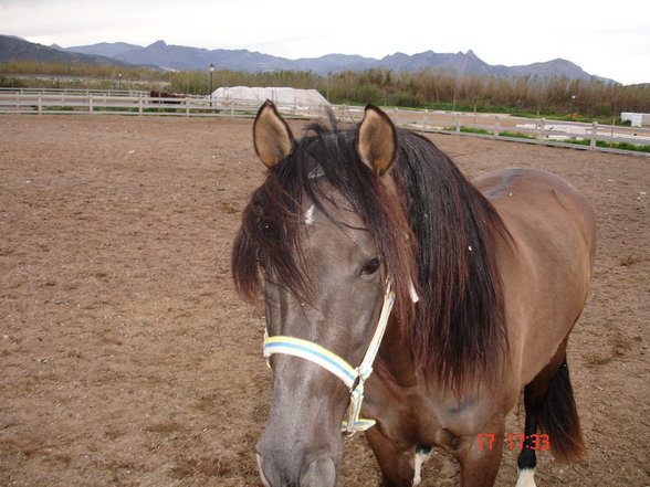 ESPANA- Denia - 