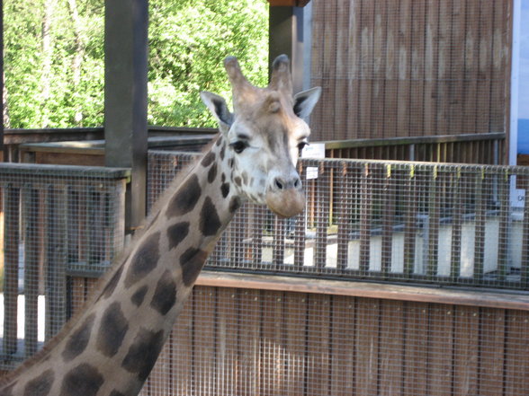 Schulausflug Tierpark Schmiding - 