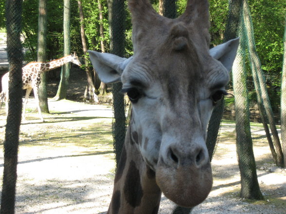 Schulausflug Tierpark Schmiding - 